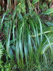 Eragrostis variabilis