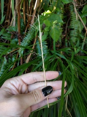 Eragrostis variabilis