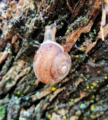 Austrochloritis wollemiensis