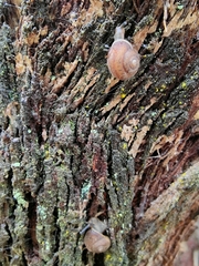 Austrochloritis wollemiensis