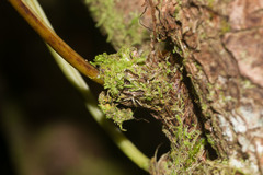 Polypodium pellucidum pellucidum