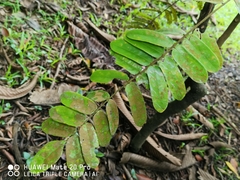 Cnestis palala