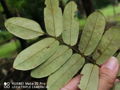 Cnestis palala