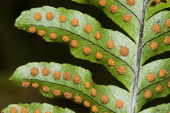 Polypodium pellucidum pellucidum