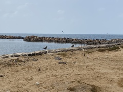 Ichthyaetus hemprichii