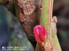 Cnestis palala