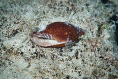 Mitridae
