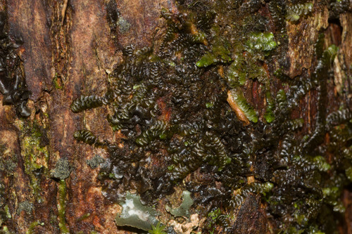 Lopholejeunea nigricans