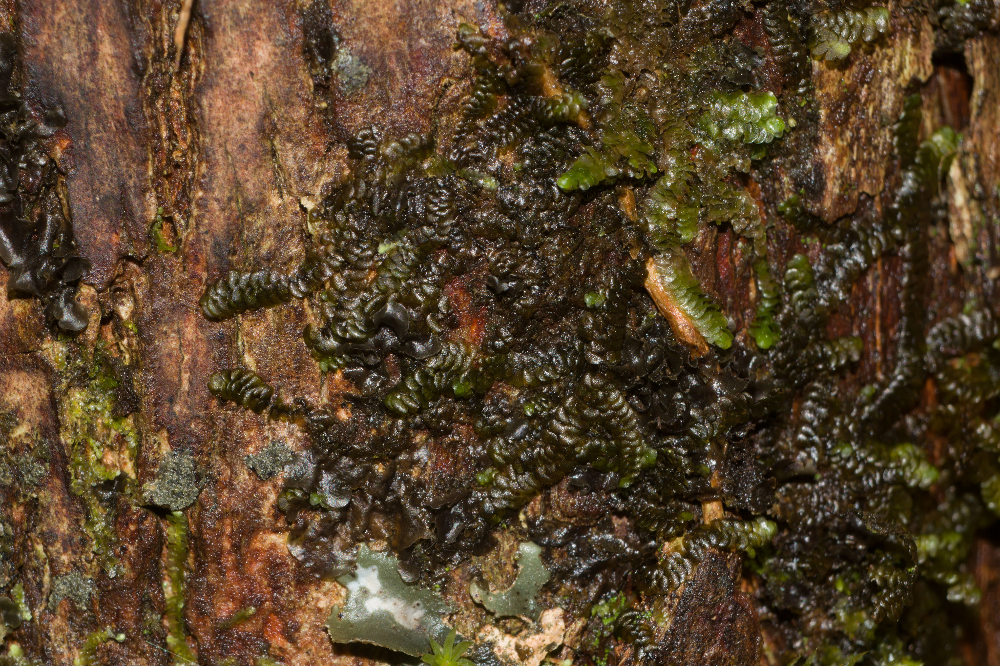 Lopholejeunea