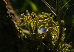 Phlegmariurus verticillatus