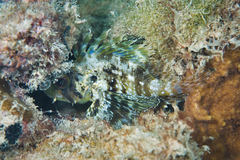 Dendrochirus barberi