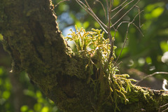 Phlegmariurus verticillatus