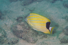 Chaetodon fremblii
