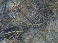 Gobius ophiocephalus