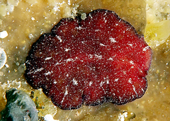 Pseudoceros cruentus