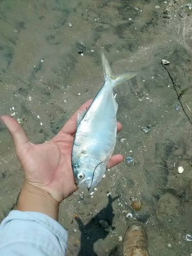 Finescale menhaden (Brevoortia gunteri) — Clupeidae — 4