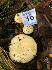 Lactifluus albopicrus