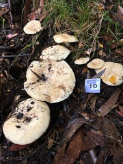 Lactifluus albopicrus