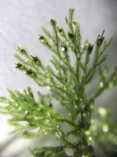 Trichomanes bicorne