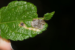Calycomyza lantanae