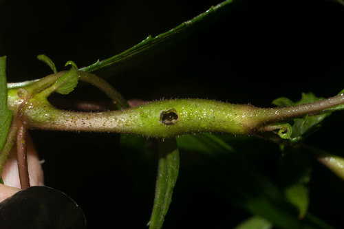 Mist Flower Gall Fly photo 5