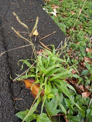 Paspalum fimbriatum