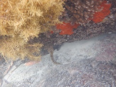 Notolabrus parilus