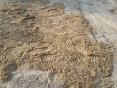 Paraechinus aethiopicus