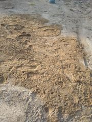 Paraechinus aethiopicus