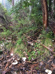 Lactifluus albopicrus