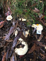 Lactifluus albopicrus