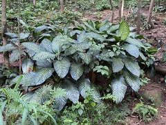 Dieffenbachia seguine