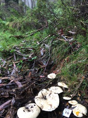 Lactifluus albopicrus