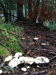 Lactifluus albopicrus