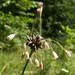 Allium oleraceum - Photo (c) Kenraiz, algunos derechos reservados (CC BY-SA)