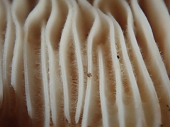 Lactifluus albopicrus