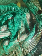 Cobitis taenia