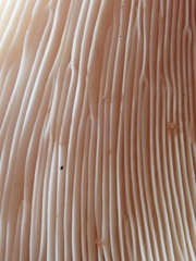 Lactifluus albopicrus