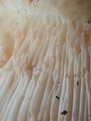 Lactifluus albopicrus
