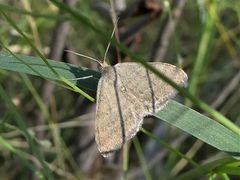 Scopula lydia