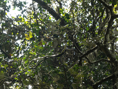 Dendroaspis jamesoni