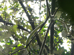 Dendroaspis jamesoni