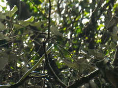 Dendroaspis jamesoni