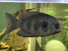 Paretroplus maculatus