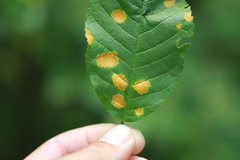 Polystigma