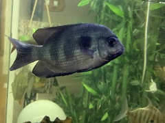 Paretroplus maculatus