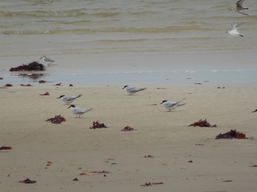 Damara Tern (Sternula balaenarum)