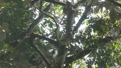 Dendroaspis jamesoni