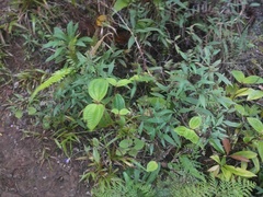 Ageratina riparia
