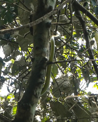 Dendroaspis jamesoni